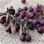Malus Stenström E, Purpurapel