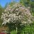 Malus x zumi Professor Sprenger, Paradisäpple/Korallapel, 90-110 stam co