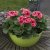 Pelargonium grandiflorum Mandarin ®