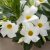 Mandevilla sanderi Divina ® Prime White