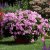 Hängpelargon Marcada Pink, stickling 3-pack