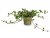 Svart Vinbärsmynta, Stickling, Mentha spp. Blackcurrant 3-pack