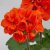 Pelargon Moonlight ™ Guido, stickling 3-pack