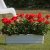 Pelargon Moonlight ™ Guido, stickling 3-pack