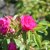 rugosa Moje Hammarberg, Buskros, C4