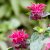 Monarda didyma Bee-True ®, Temynta, P11cm