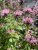 Monarda didyma Croftway Pink, Temynta