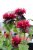 Monarda didyma Fireball ®, Temynta, SQ1