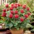 Monarda didyma Fireball ®, Temynta, SQ1