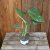 Monstera deliciosa Thai Constellation