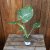 Monstera deliciosa Thai Constellation