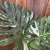 Monstera Thai Constellation