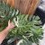 Monstera Thai Constellation