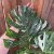 Monstera Thai Constellation
