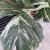 Monstera Thai Constellation
