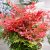 Nandina domestica Obsessed ® (Seika), Nandina/Himmelskbambu, C3