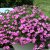 Calibrachoa MiniFamous ® Neo Double Pink