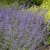 Nepeta faassenii Walker´s Low, Kantnepeta / Kattmynta