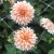Dahlia Dekorativ Orange and Snow 1st