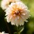 Dahlia Dekorativ Orange and Snow 1st
