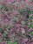 Origanum laevigatum Herrenhausen, Purpurmejram, C11cm