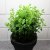 Origanum vulgare, Kungsmynta, Oregano, C13cm