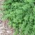 Oregano, Stickling, Origanum vulgare Hot & Spicy 3-pack