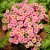Oxalis depressa, Soloxalis, P9cm