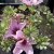 Oxalis enneaphylla Fairytale