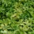 Pachysandra terminalis, Skuggröna, P9cm