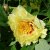 Paeonia itoh hybr. Garden Treasure, Itoh Pion, barrot 3/5 ögon