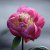 Paeonia lactiflora Bowl of Beauty, Japansk Luktpion, C3