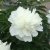 Paeonia lactiflora Shirley Temple, Luktpion, C3