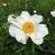 Paeonia lactiflora White Wings, Luktpion