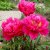 Paeonia lactiflora Karl Rosenfield, Luktpion