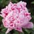 Pion Luktpion Sarah Bernhardt 15+ ögon barrot 1st