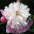 Paeonia lactiflora Sorbet, Luktpion, C3