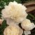Paeonia lactiflora Shirley Temple, Luktpion, C3