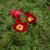Paeonia tenuifolia, Dillpion, barrot 2/3 ögon
