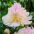 Paeonia lactiflora Top Brass, Luktpion, C3