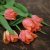 Tulpan & Narciss Mix Peachy Dream 30st