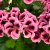 Pelargonium Novita ® Classic Salmon Black Eye