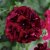 Pelargonium peltatum Royal Night