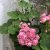 Rosenpelargon, kruka, Australian Pink Rambler