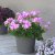 Pelargon Sunrise Lavina, stickling 3-pack - Årets Pelargon 2024