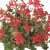 Pelargonium peltatum Evka Rood ®