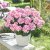 Pelargonium zonale Magic Kiss Light Pink Splash