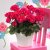 Pelargonium zonale Magic Kiss Magenta