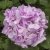 Pelargon, Stickling, 'Calliope ® Light Lavender'