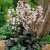 Penstemon digitalis Husker Red, Fingerborgshatt